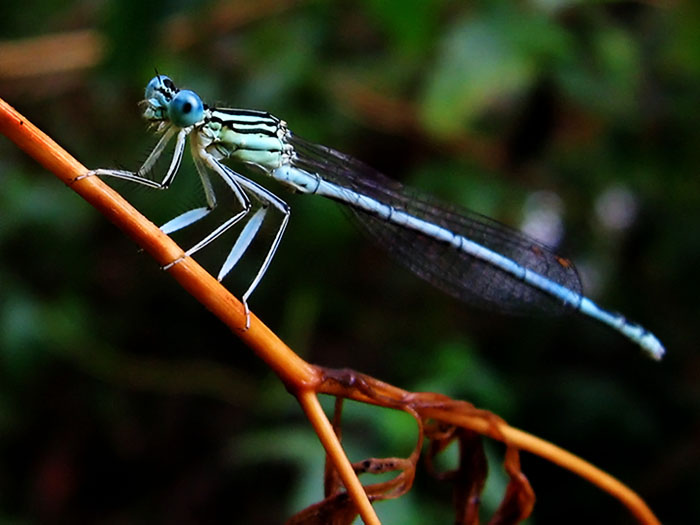 Pošiestich na vrchol