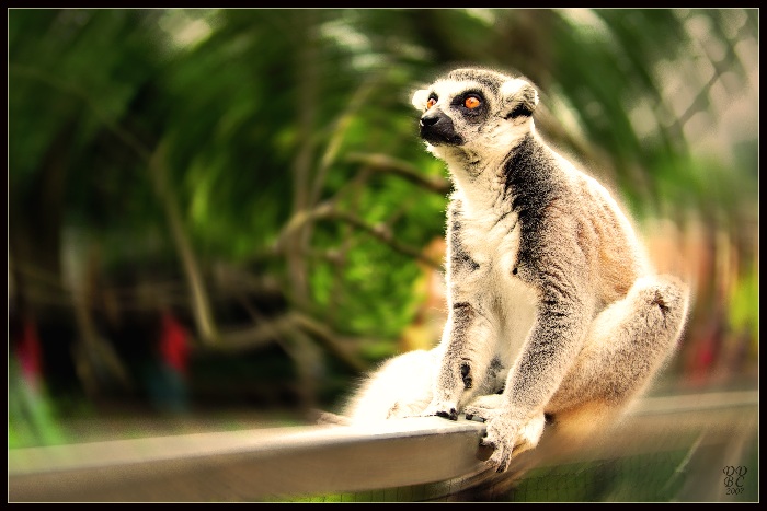 Lemur sedící hledící