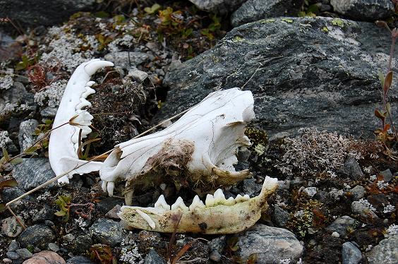 Kostra hlavy neznameho tvora