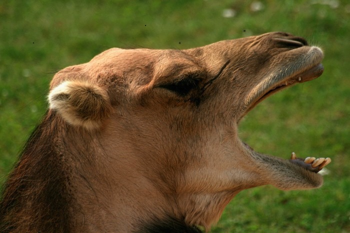 mouchy se taky lekly