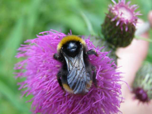 Pokus a fotku s funkci Makro