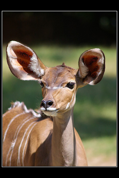 Bongo