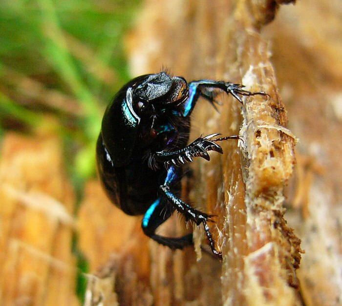 ...šplh s přírazem...