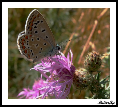 Butterfly