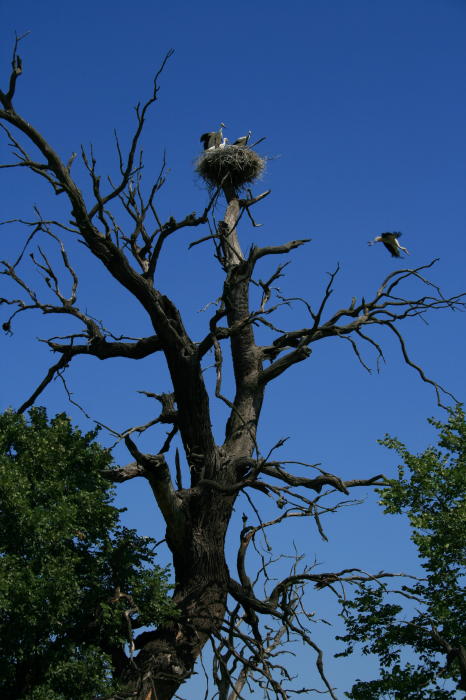 na stromě