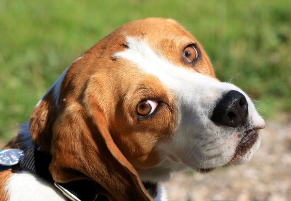 Beagle