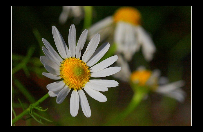 ...bílá a žlutá...