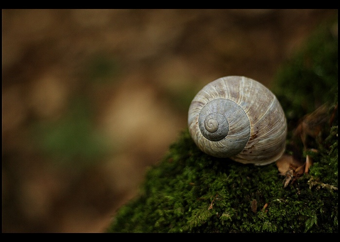 ..: Spirála :..