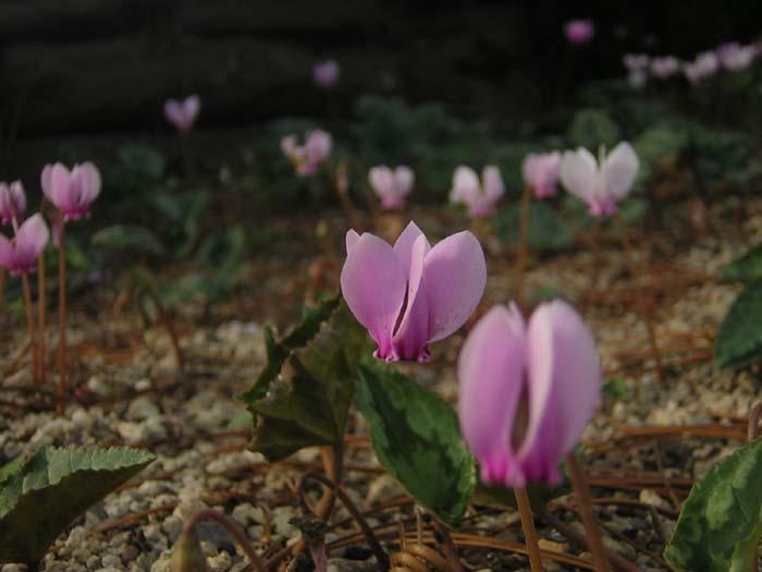 z botanickej zahrady