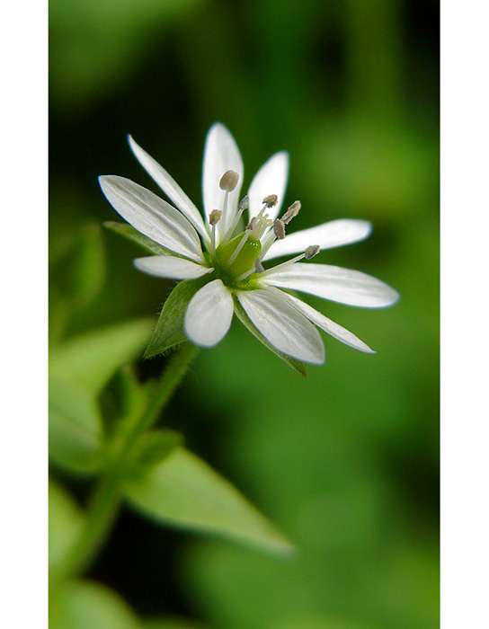 white & green