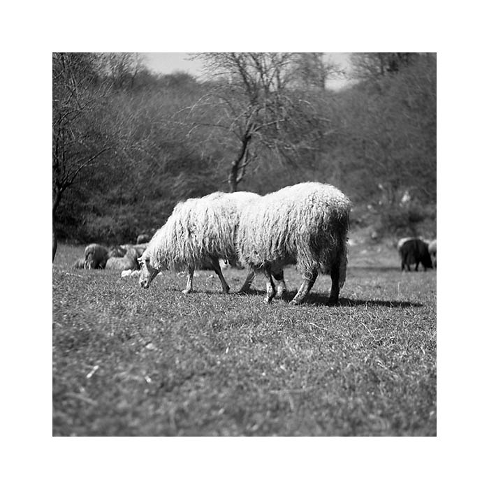 O trochu delší ovce než je standard :-)