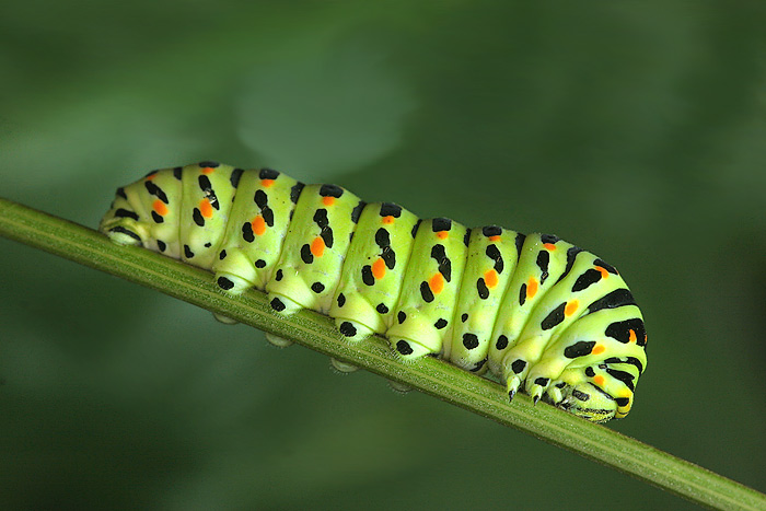 Otakárek fenyklový (Papilio machaon Linné 1758) - housenka
