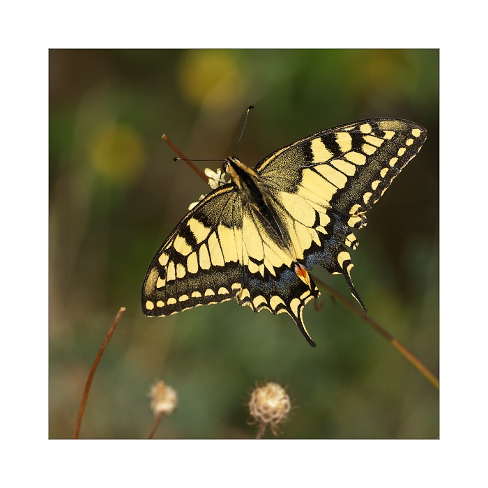 ...otakárek fenyklový...