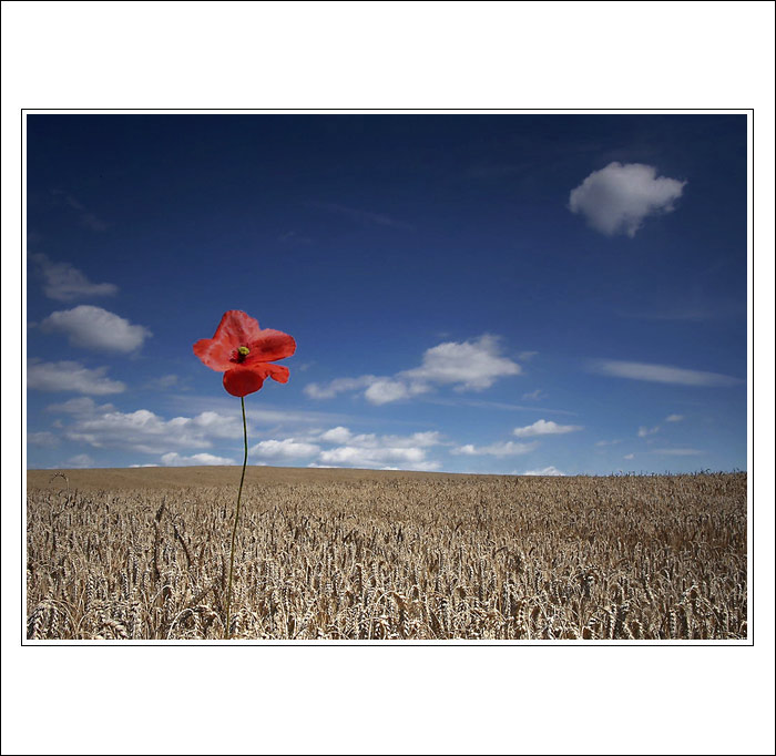 Než dorostou  klasy...