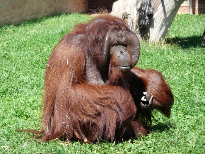 orangutan