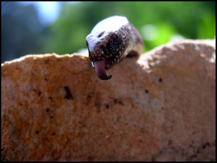ET