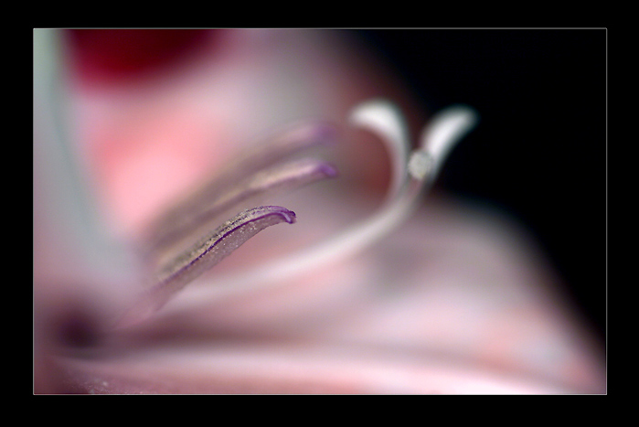 Dreaming II.