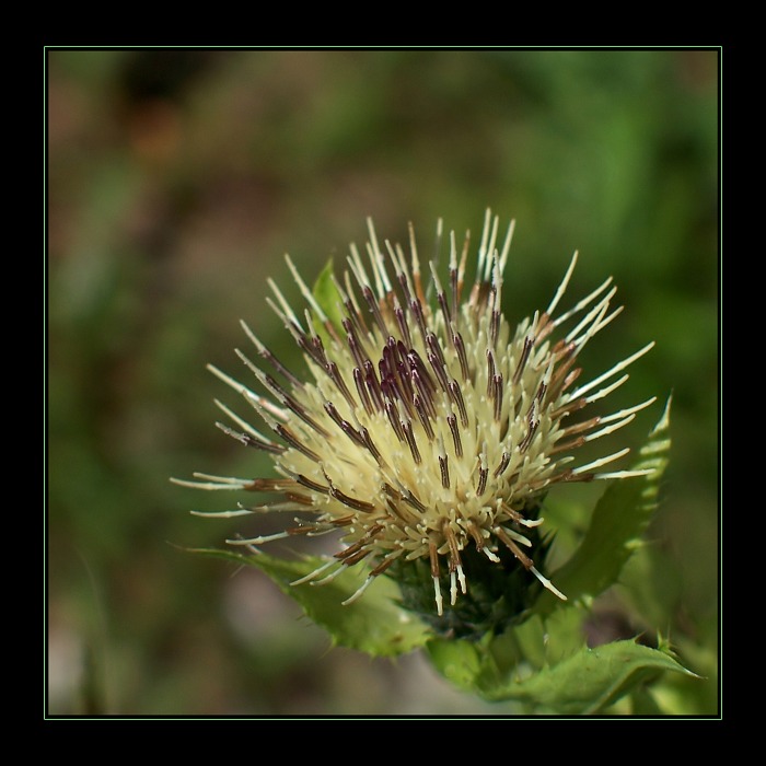  bodláková