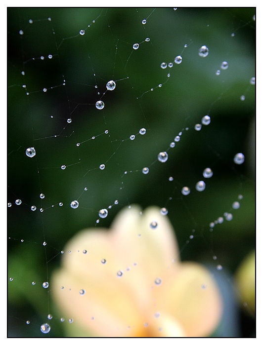 souhvězdí v pavučině po dešti