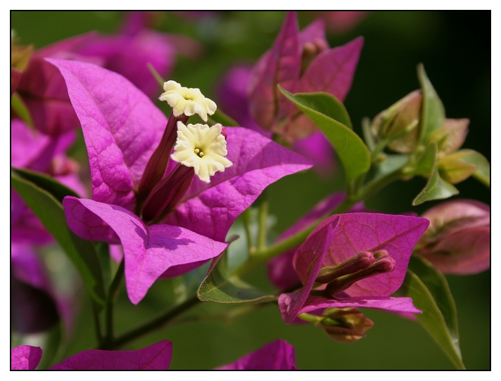 bungavilea z mého okna