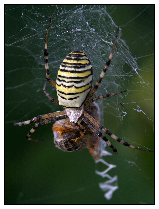 křížák proužkovaný a včela