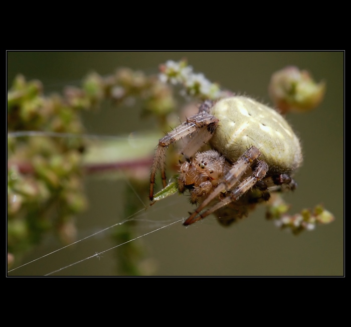 Křižák čtyřskvrnný