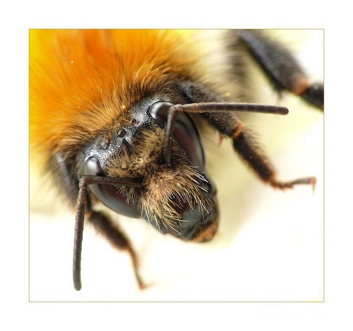 BzZzZ