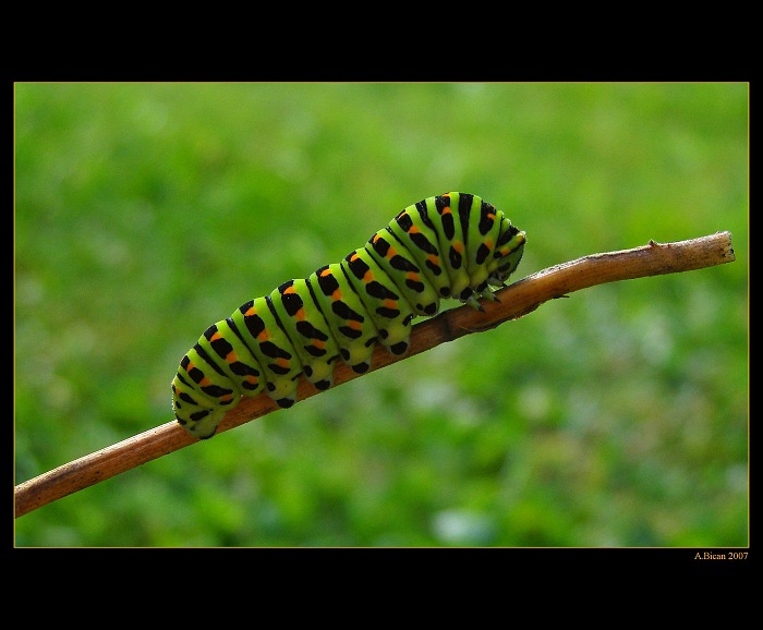 .: Housenka II :.