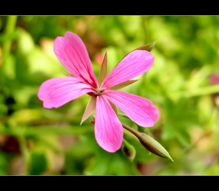 Pelargonie