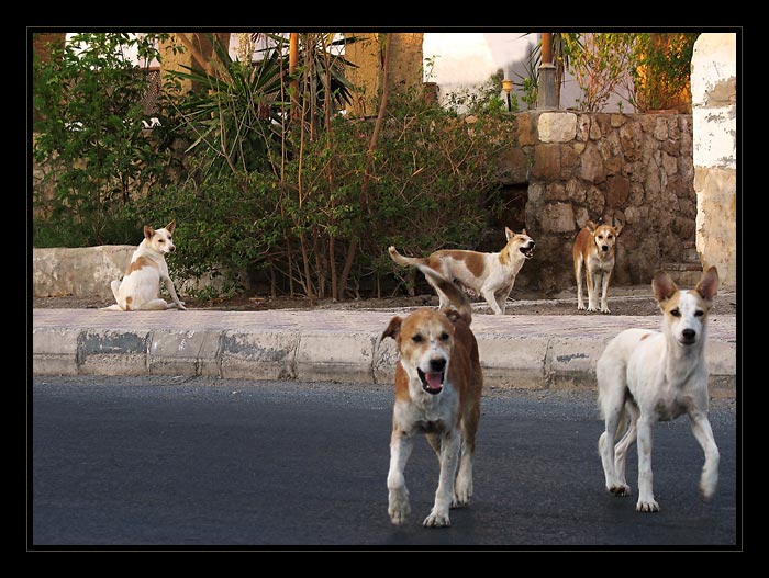 ...psi se na mě vrhli...