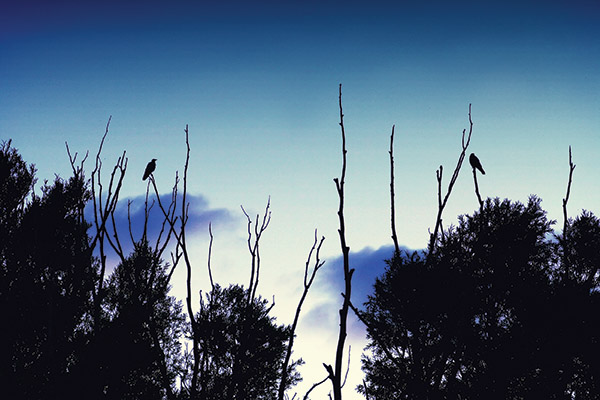 Birds...