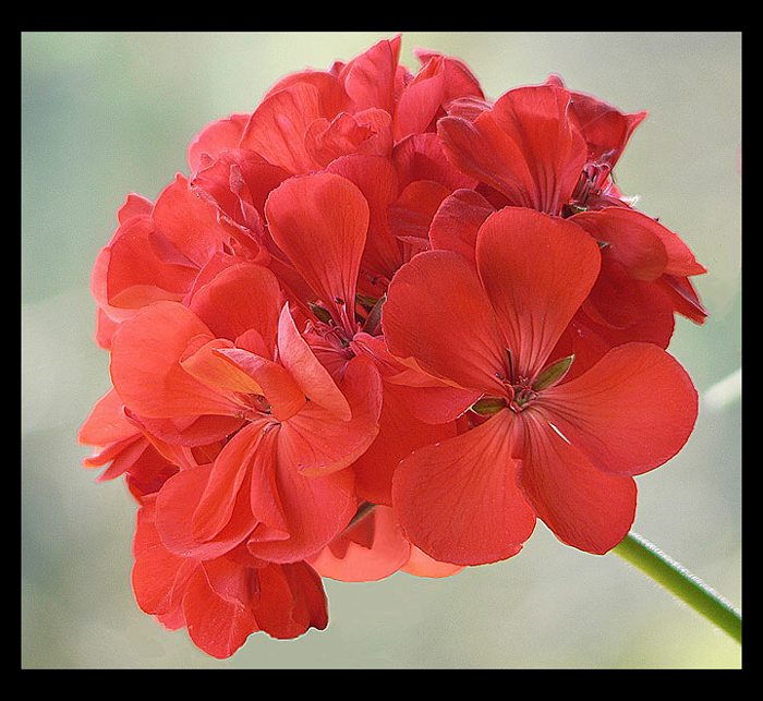 Pelargonia
