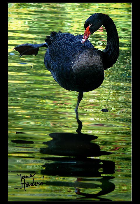 Nejlepsi holubicky umi labut?