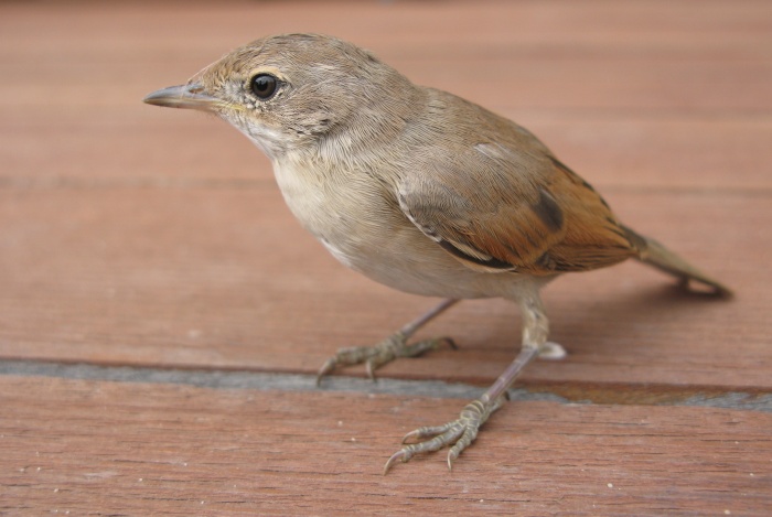 Vrabec II