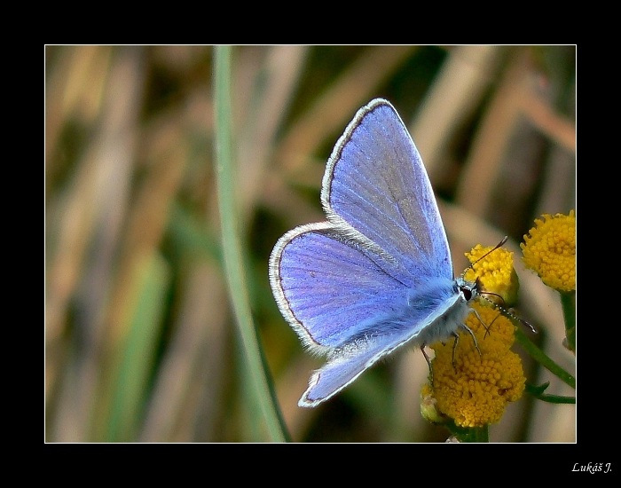Modrásek jehlicového (Polyommatus icarus)