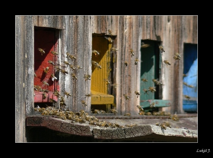 Beehive - Úl