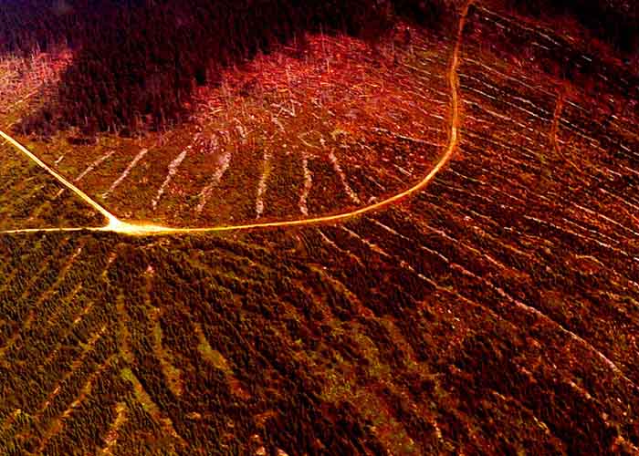 forrest fires ravaging the hills till they bleed