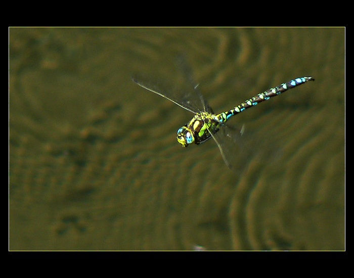 Šídlo modré a jeho kruhy