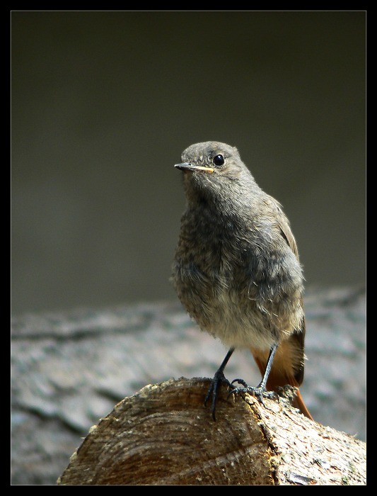 Mladej pan Rehek Domácí