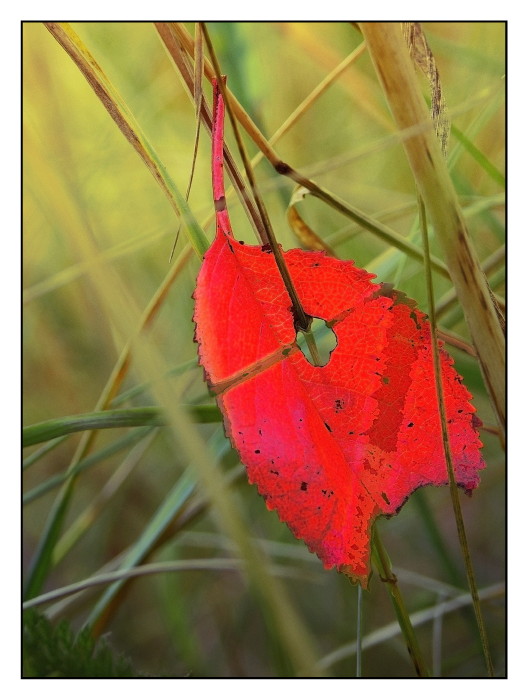 Paleta pozdního léta