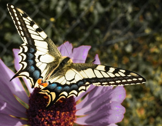 Otakárek fenyklový, Papilio mackaon L.