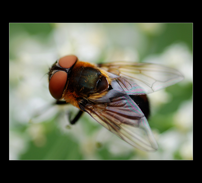 Pestřenka rybízová (Syrphus ribesii)