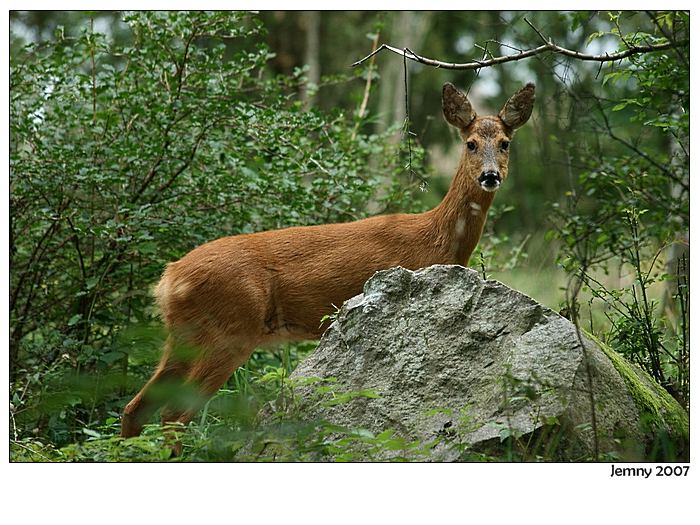 Srnka za kamenem kouka kdopak ji to smiruje pri svacine
