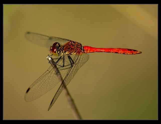 vážka rudá (Sympetrum sanguineum)