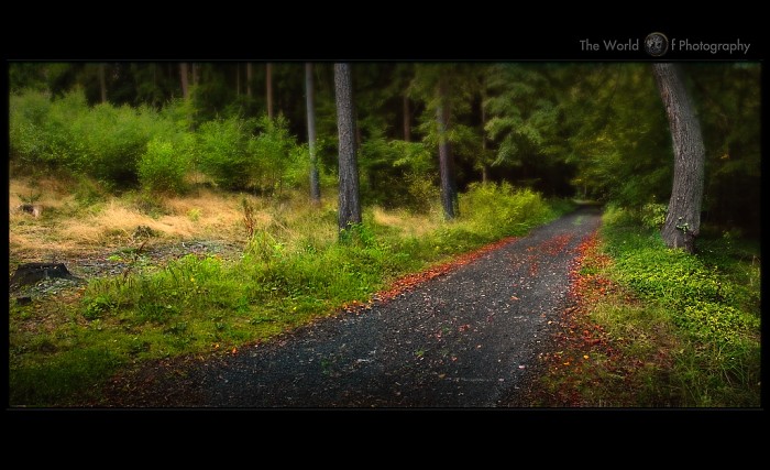 THROUGH THE FANTASY FOREST
