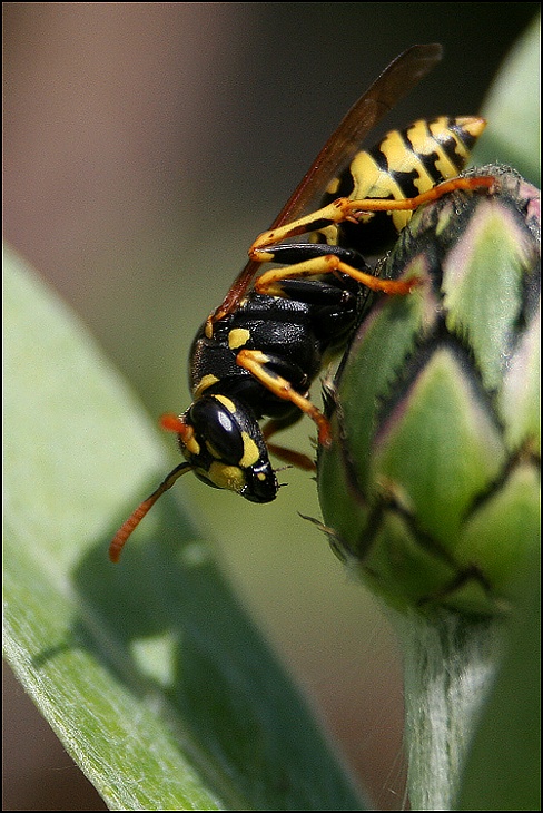 ..bzzz!