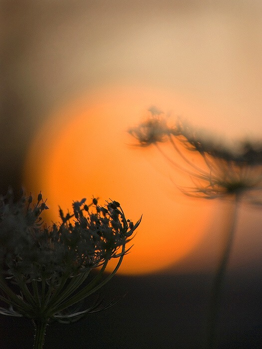 V zemi vycházejícího slunce...