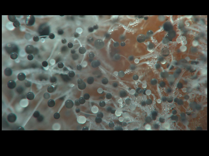 takovy divny kulicky