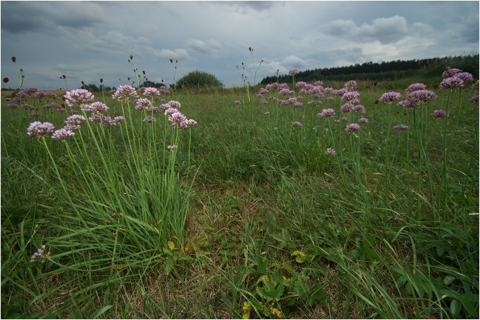 Česnek hranatý (Allium angulosum)