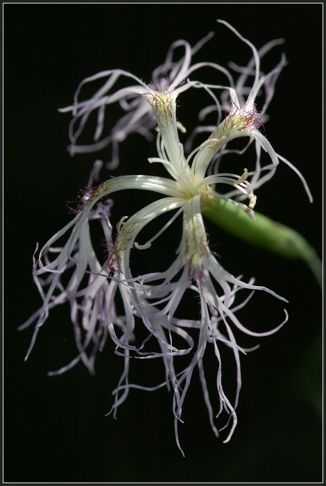 Hvozdík pyšný (Dianthus superbus)